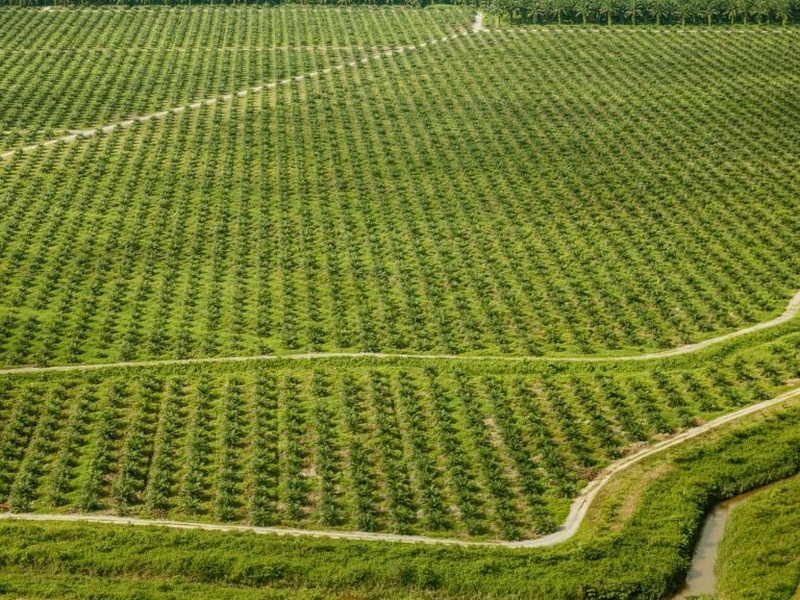 AGRICULTURA